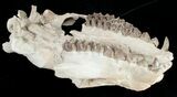 Oreodont (Merycoidodon) Skull - Nebraska #10747-6